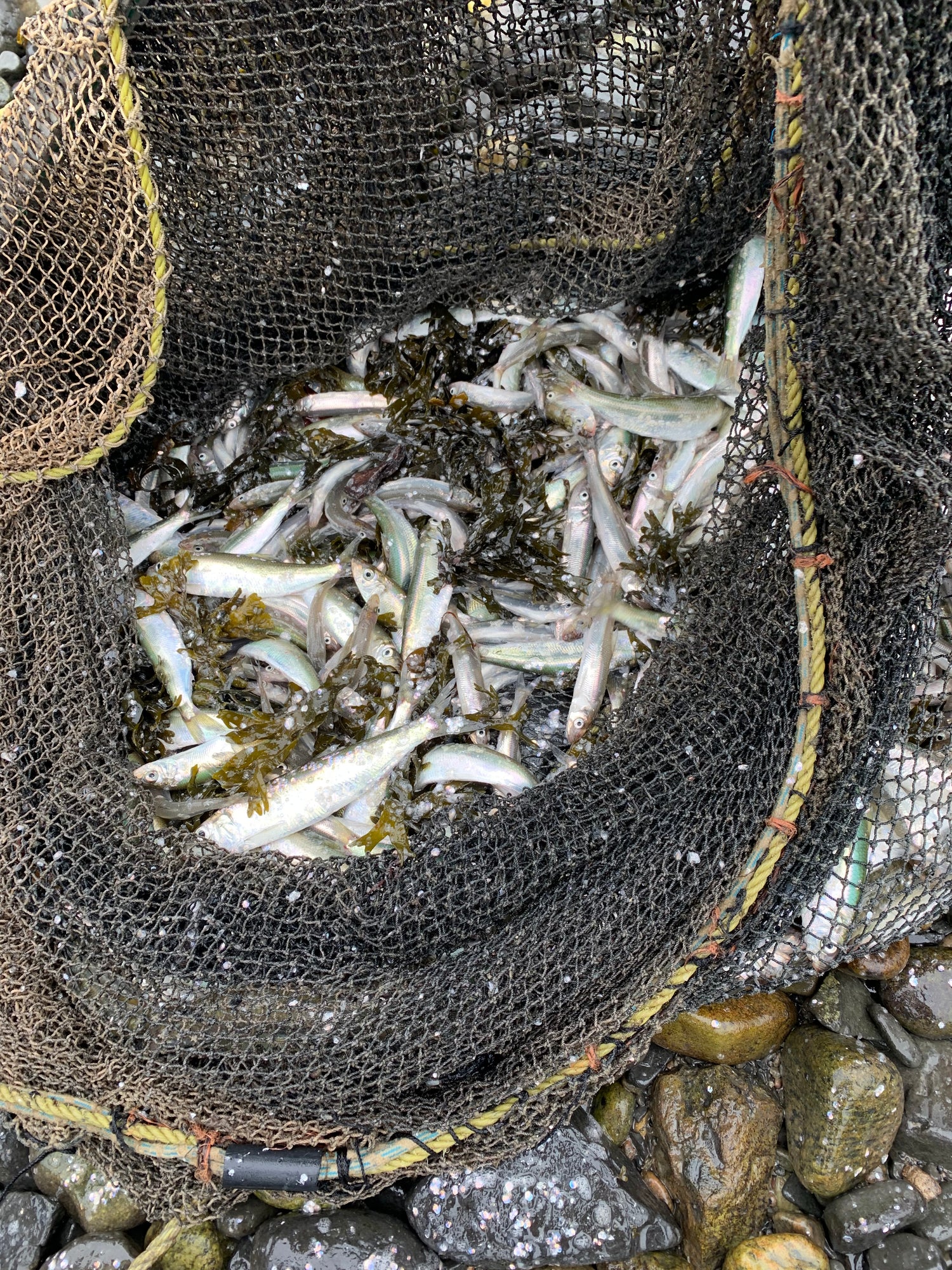 Capelan du Fleuve Saint-Laurent - UMAM sauce poisson