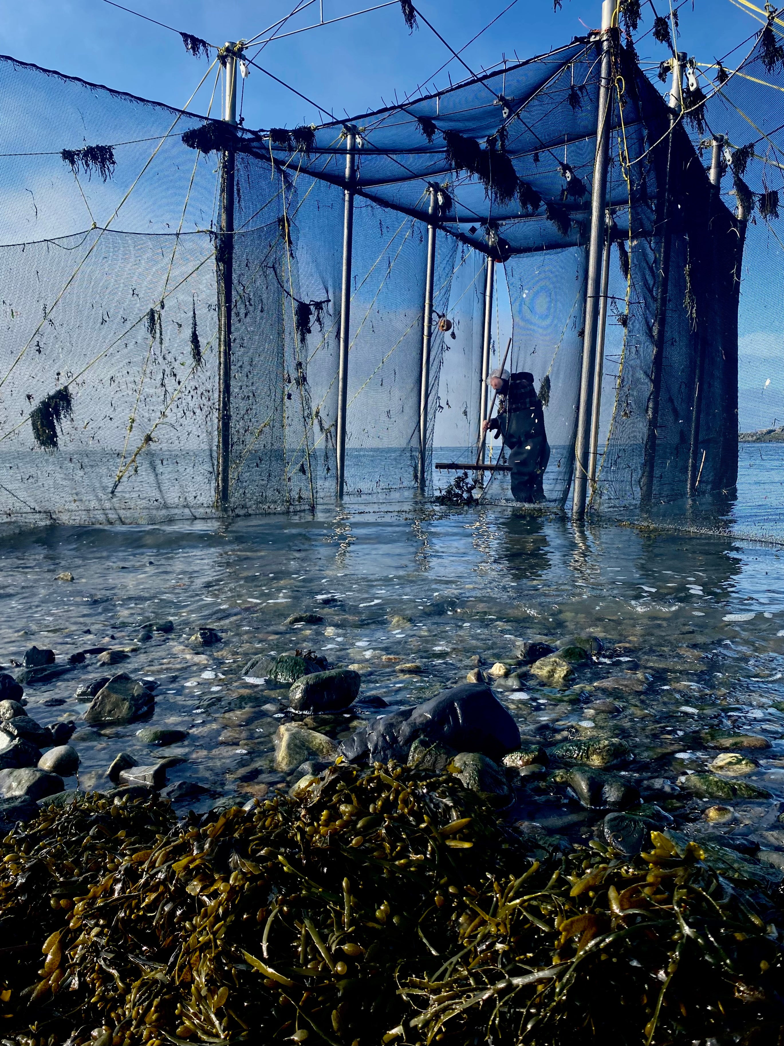 Pêcherie Charlevoix - Pêche à la fascine - Partenaire UMAM sauce poisson